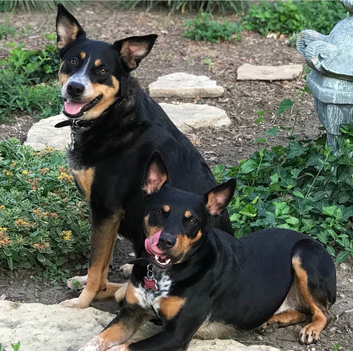My two dogs